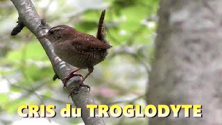 Cri du TROGLODYTE MIGNON [upl. by Higgs]