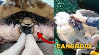 Quitando CANGREJO y Percebes en TORTUGAS MARINAS en CHILE  Salvando Animales 🐢 Rescate Animal 15 [upl. by Aneeb]