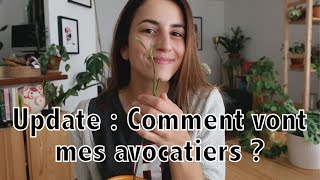 Update de mes avocatiers  entretien culture et résultat   Vertbobo [upl. by Aisereht]