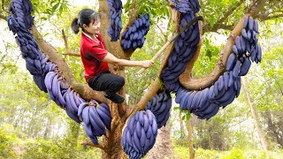 How To Harvest Finger Fruit for to cook delicious food  Harvesting and Cooking  Luyến Harvesting [upl. by Enak]