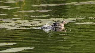 Pied Billed Grebe ducks are unique and rarest [upl. by Aiyram374]