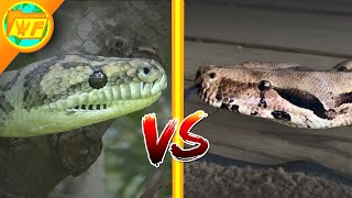 Boa vs Python  Whats the difference between Constrictors Boas and Pythons [upl. by Cartie]