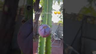 Pitayas pitayas cactus musica [upl. by Leatrice388]