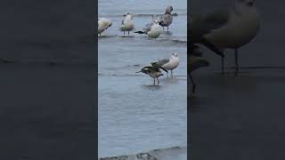 Greater Yellowlegs Calling wildlife birds naturelovers nature birdwatching birding [upl. by Einned]