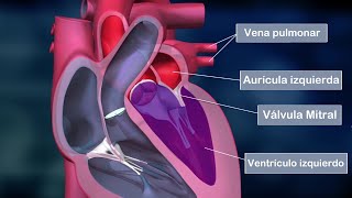 El CORAZÓN HUMANO partes aurículas ventrículos válvulas funciones anatomía [upl. by Ilocin]