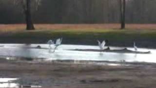 Dancing for Joy Whooping Cranes in South Georgia [upl. by Grunberg]