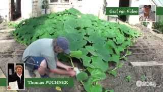 Vom Kern bis zur Befruchtung Giant Pumpkin Time Lapse [upl. by Trevorr741]