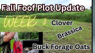 Fall Food Plot Update Filling in the holes with clover and Brassica [upl. by Dolhenty]