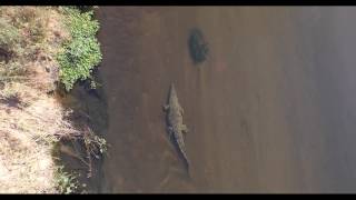 Really BIG Crocodile cruising past Looking for a snack [upl. by Posehn]