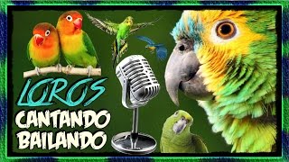 Loros Cantando amp Bailando  Recopilación en Español [upl. by Arturo230]