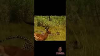 The deer flies away from the tiger  animal behaviour [upl. by Eiralih186]