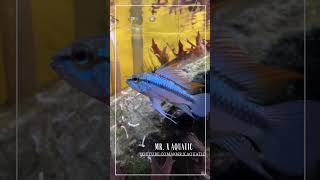 Apistogramma Trifasciata Wild phoenix fish [upl. by Asiel]