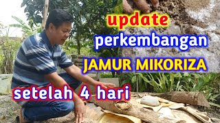 Update Perkembangan Jamur Mikoriza Setelah 4 Hari [upl. by Yelsgnik]