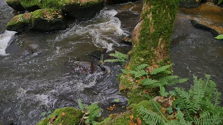 Rivières vivantes de normandie [upl. by Darcia]