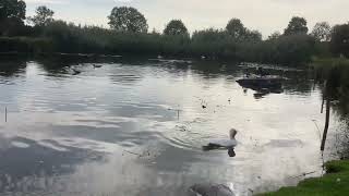 Clinic ducks having a wash on the pond [upl. by Ennadroj319]