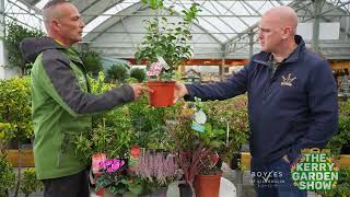 Shrubbery  The Kerry Garden Show [upl. by Auhs209]