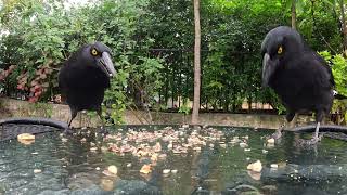 Currawong family eat leftover seeds [upl. by Dnar]