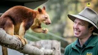 The Goldenmantled treekangaroo Dendrolagus pulcherrimus is a remarkable marsupial [upl. by Nnaed]