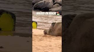 Walrus sleeping on Hawaii Beach walrus hawaii honolulu exotic rare extinction [upl. by Tiana]