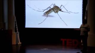 Discover How Frogs Need Our Help  Mark Mandica  TEDxGeorgiaTech [upl. by Akihsat]