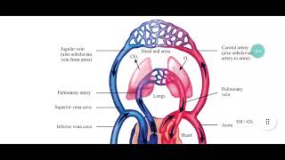 Vasoconstriction Vasodilation Role of precapillary sphincter in regulating flow of blood [upl. by Breed]