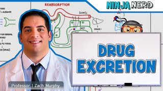 Pharmacokinetics  Drug Excretion [upl. by Chapell]