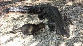 Gator VS Cat Amazing Cat Victory [upl. by Franza]