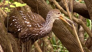 Crying Bird Limpkin Calls FYV [upl. by Ehr]