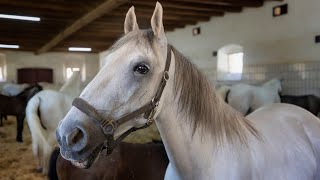 The Lipizzaner Stud Farm in Piber Austria 4K [upl. by Scott]