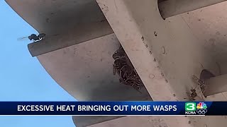 Seeing more wasps in the Sacramento area Experts say it has to do with the heat wave [upl. by Macri]