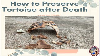 How to preserve your Tortoise after Death [upl. by Fi]