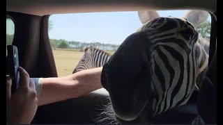 Animal Encounters at Grapeland Safari Texas Oct 2022 [upl. by Odnolor]