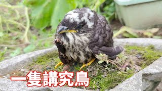 蒙面鳥哥神秘怪鳥張著嘴想要吃蟲子，必須要弄乾淨才吃，真是講究鳥！bird maskedbirdbrother [upl. by Meri429]