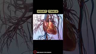 Heart Tissue  Heart wall layers short 3D overview  cardiology [upl. by Rovit14]