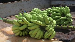 Banane  Les bonnes pratiques pour une production de bananes saines du champ au conditionnement [upl. by Felder]