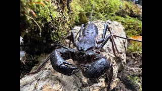 The Giant Vinegaroon Mastigoproctus giganteus rehouse and care [upl. by Marisa]