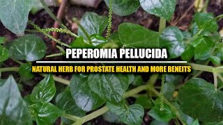 Benefits of Peperomia Pellucida l Jamaican Medicinal Plant [upl. by Bohner]