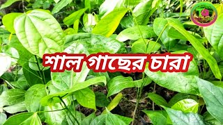 শাল গাছ 🌳কোথায় পাবেন কীভাবে লাগাবেন কয় প্রকারHow to sal plant careHow to grow sal trees 2021 [upl. by Sivet]