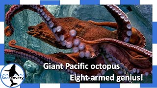 Eightarmed genius the Giant Pacific Octopus Enteroctopus dofleini [upl. by Osbourne]