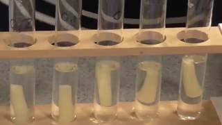 Osmosis Water Potential of Plant Tissue AS and A level [upl. by Athalla7]