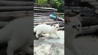 Persian Cute cat cat cute kitten pets cutecat kittten viralvideo meow catlover [upl. by Ribak]