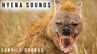 10 Hours of Hyena Sounds  Animal Sounds with Peter Baeten [upl. by Wendie]