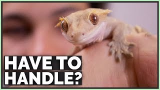 Do You Have To Handle Your Pet Reptiles [upl. by Yaffit]