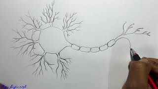 Neuron cell drawing easily biology diagram [upl. by Ecirrehs167]