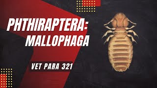 VET PARA 1  Order Phthiraptera Lice Mallophaga  Chapter 71 [upl. by Walburga]