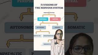 Central nervous systemanatomy neet biology brain [upl. by Sivart]