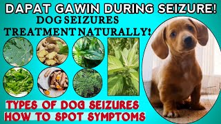 GAMOT SA PANGINGINIGSEIZURES O PANGINGISAY NG ASO GAMOT SA PANGINGISAY NG ASO WITH DISTEMPER VIRUS [upl. by Itsim605]