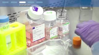 How to subculture passage primary cells [upl. by Cha]