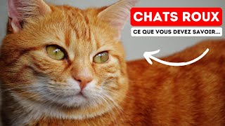 Les Chats Roux et leur Personnalité Indomptable [upl. by Augy499]