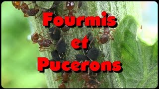 Fourmis et pucerons un intérêt commun [upl. by Lattonia20]